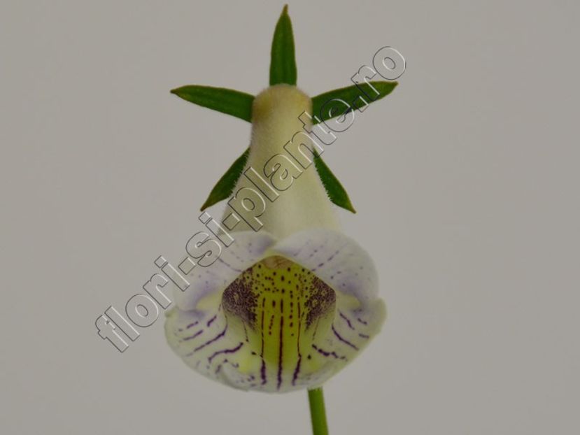 Sinningia Luci s Dragonfly II - GLOXINIA_SINNINGIA - Hibrizii mei -My hybrids