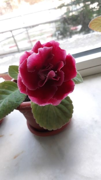  - gloxinii_2019