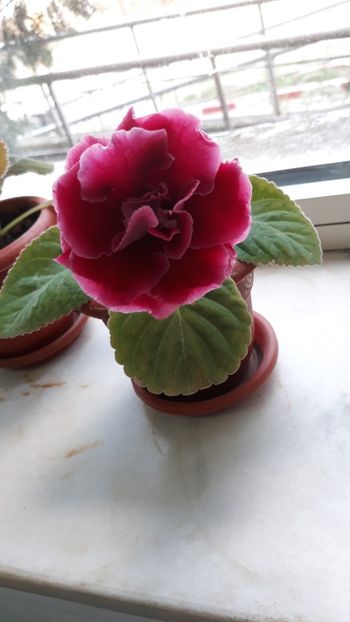  - gloxinii_2019