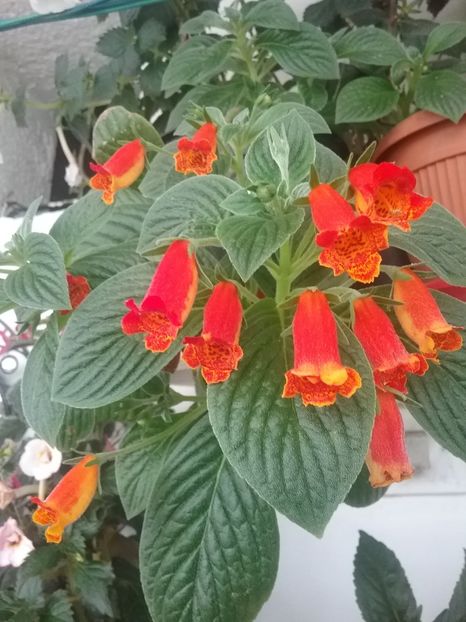 SEEMANNIA EVITA - AA RIZOMI ACHIMENES 2022