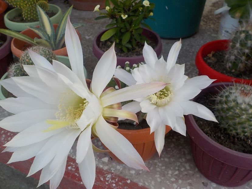  - echinopsis subdenudata