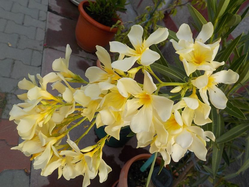  - maria gambeta nr 25