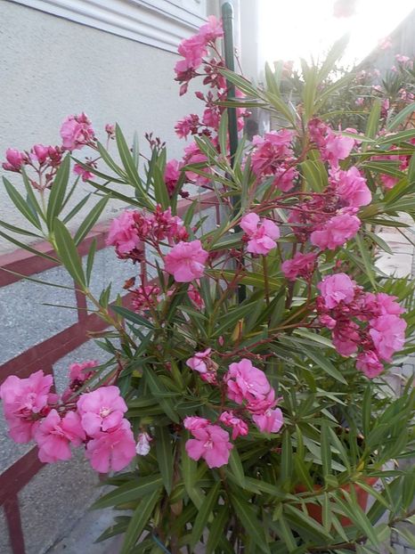  - roseum plenum 21