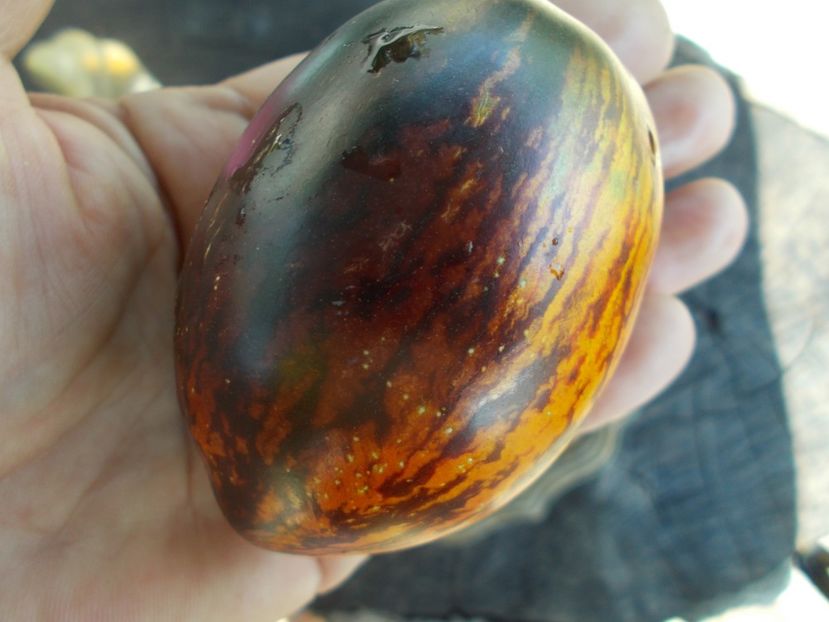  - SEMINTE ROSII - T 412 GARGAMEL