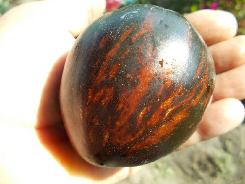  - SEMINTE ROSII - T 412 GARGAMEL