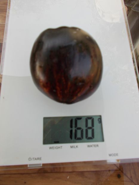  - SEMINTE ROSII - T 412 GARGAMEL