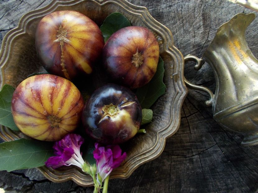  - SEMINTE ROSII - T 411 GREAT WHITE BLEU