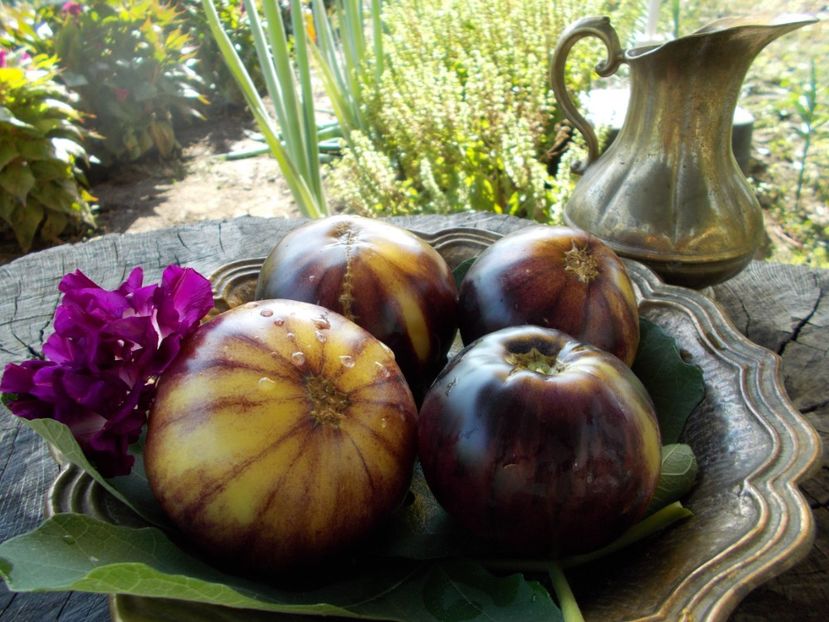  - SEMINTE ROSII - T 411 GREAT WHITE BLEU