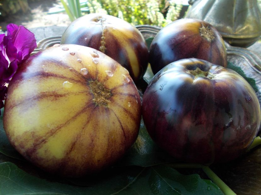  - SEMINTE ROSII - T 411 GREAT WHITE BLEU