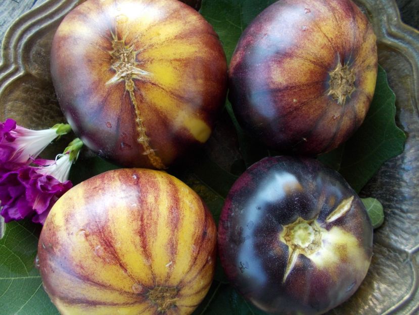  - SEMINTE ROSII - T 411 GREAT WHITE BLEU