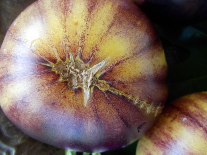  - SEMINTE ROSII - T 411 GREAT WHITE BLEU