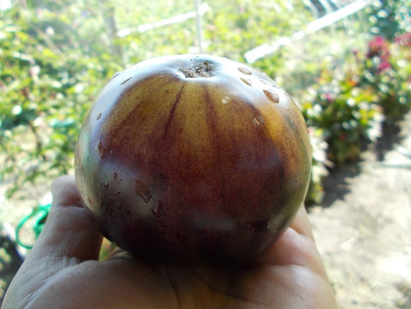  - SEMINTE ROSII - T 411 GREAT WHITE BLEU