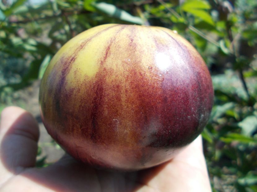  - SEMINTE ROSII - T 411 GREAT WHITE BLEU