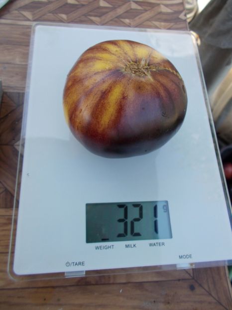  - SEMINTE ROSII - T 411 GREAT WHITE BLEU