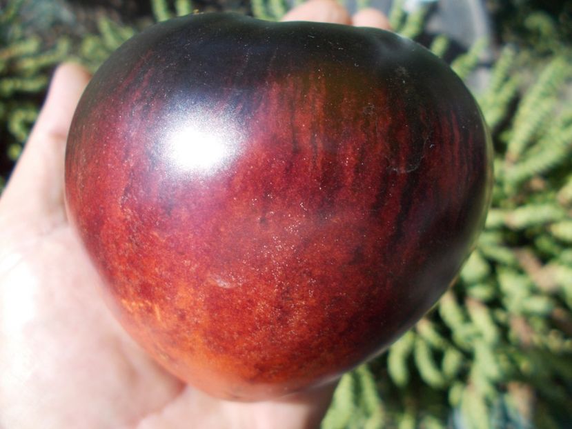  - SEMINTE ROSII - T 328 SGT PEPPER