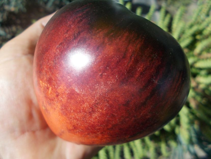  - SEMINTE ROSII - T 328 SGT PEPPER