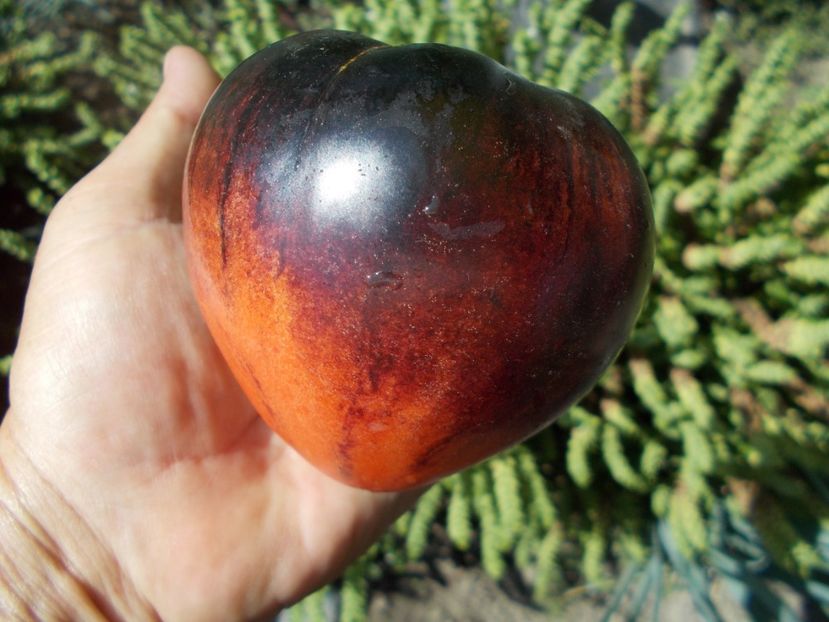  - SEMINTE ROSII - T 328 SGT PEPPER