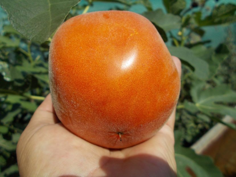  - SEMINTE ROSII - T 386 APRIKOSOVYY LAPOT