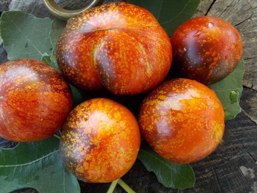  - SEMINTE ROSII - T 387 DARK GALAXY - pt poze