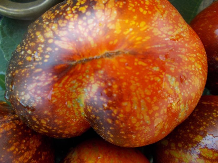  - SEMINTE ROSII - T 387 DARK GALAXY - pt poze