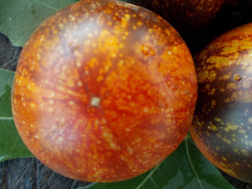  - SEMINTE ROSII - T 387 DARK GALAXY - pt poze