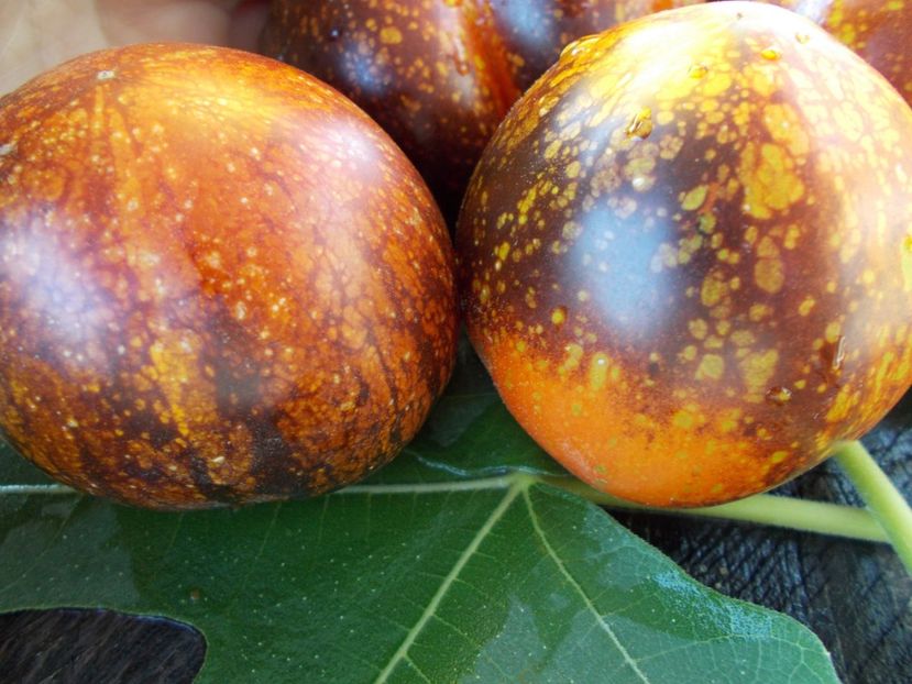  - SEMINTE ROSII - T 387 DARK GALAXY - pt poze