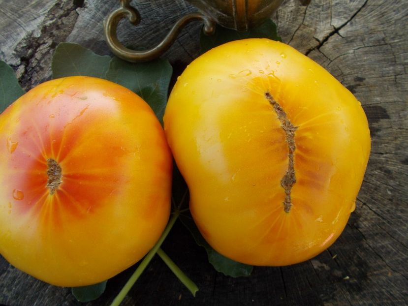  - SEMINTE ROSII - T 388 CANDY STRIPE