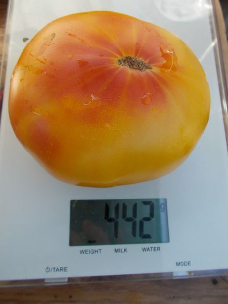  - SEMINTE ROSII - T 388 CANDY STRIPE