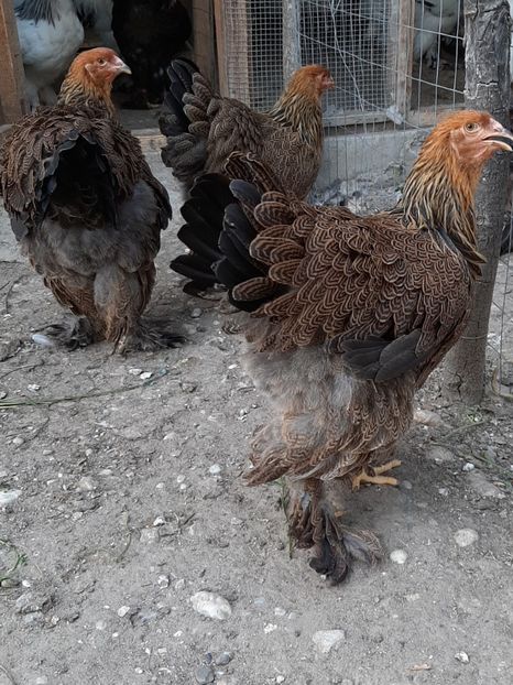  - Tineret 2019