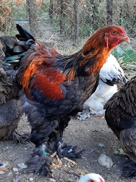  - Tineret 2019