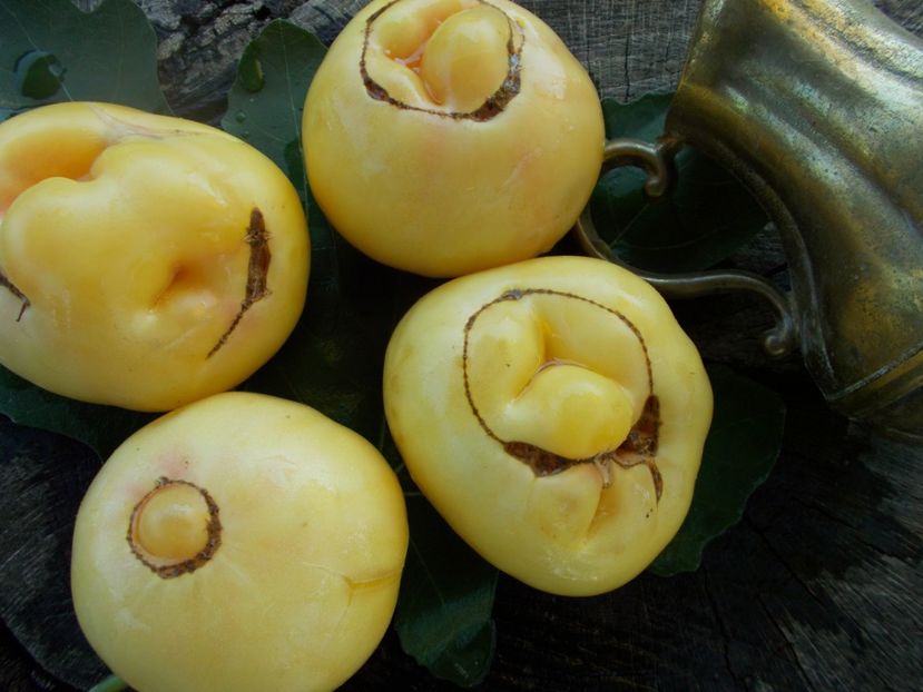  - SEMINTE ROSII - T 324 WHITE QUEEN