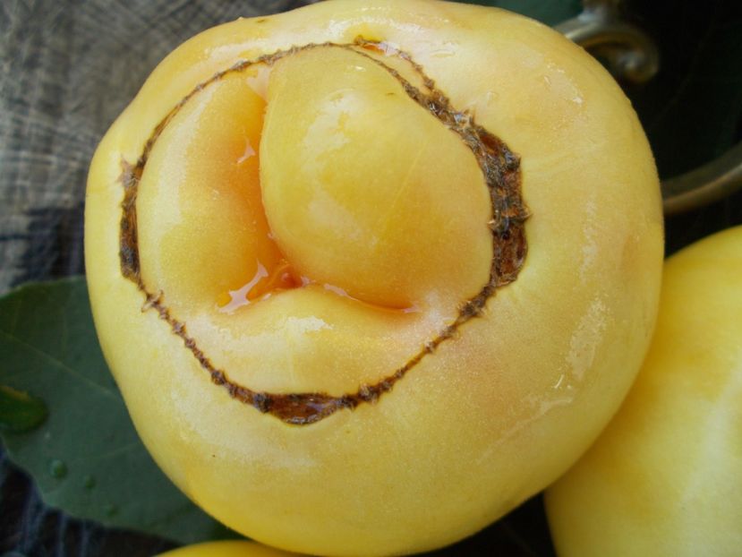  - SEMINTE ROSII - T 324 WHITE QUEEN