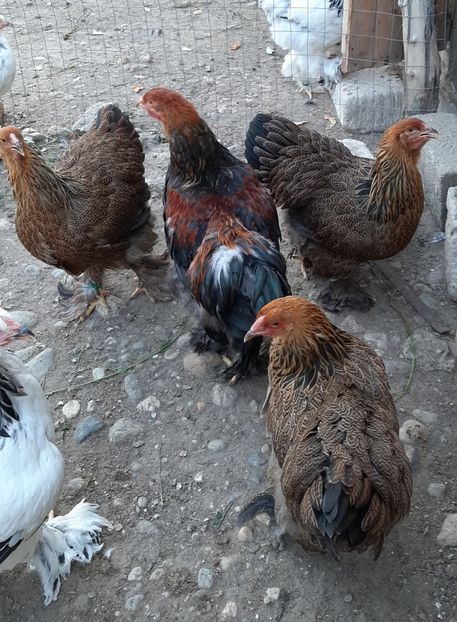  - Tineret 2019