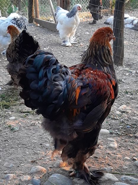  - Tineret 2019