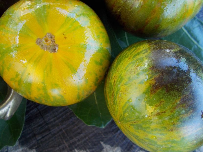  - SEMINTE ROSII - T 353 XANADU GREEN GODDESS