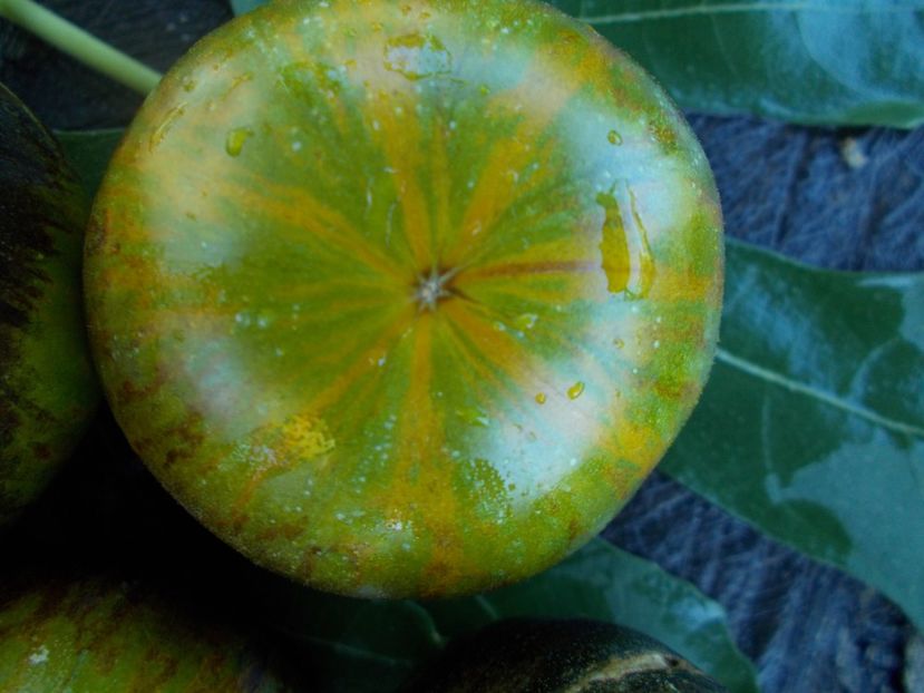  - SEMINTE ROSII - T 353 XANADU GREEN GODDESS