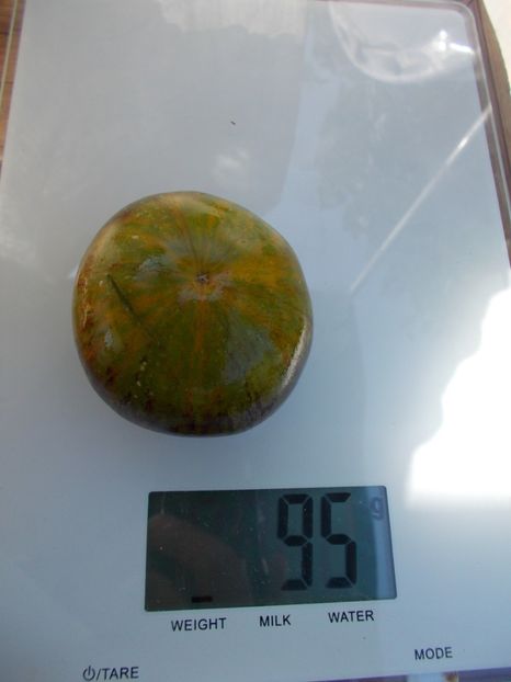  - SEMINTE ROSII - T 353 XANADU GREEN GODDESS