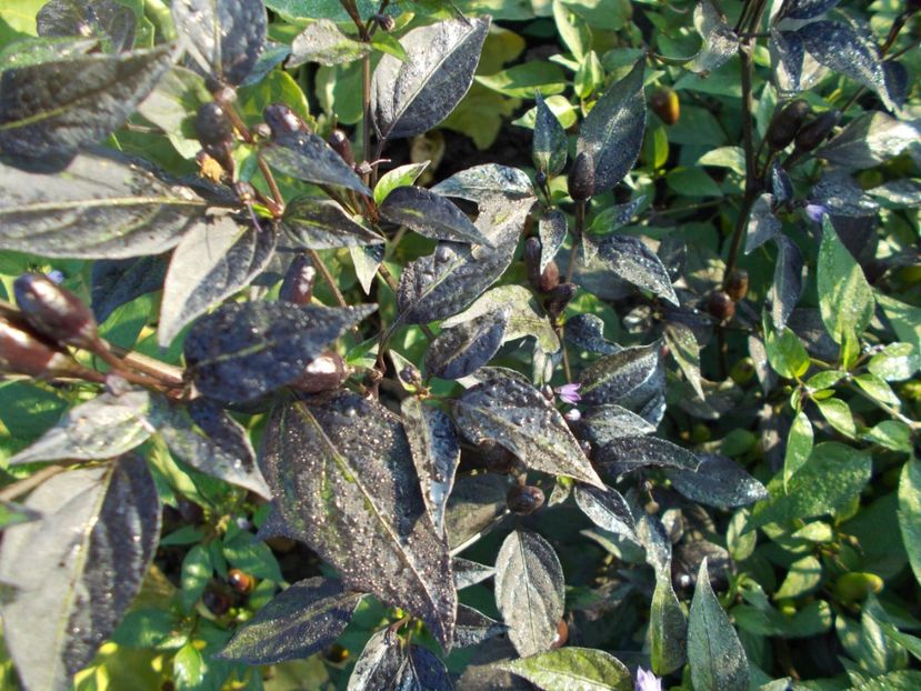  - SEMINTE ARDEI IUTE - AI 47 MAGIRO - NEIZOLAT