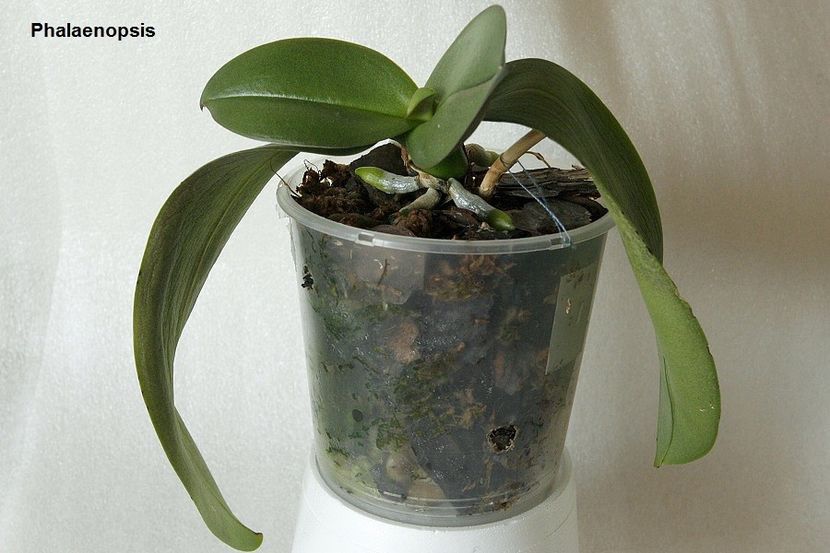 30.08.19 - 2 Transplant phalaenopsis