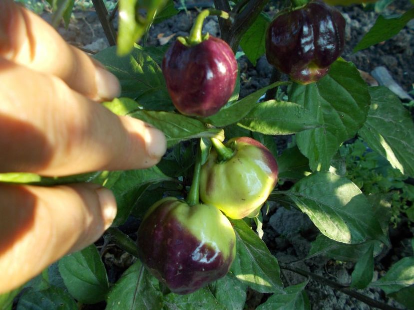  - SEMINTE ARDEI IUTE - AI 56 CGN 21500 - NEIZOLAT