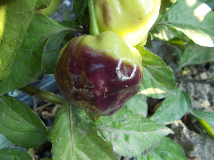  - SEMINTE ARDEI IUTE - AI 56 CGN 21500 - NEIZOLAT