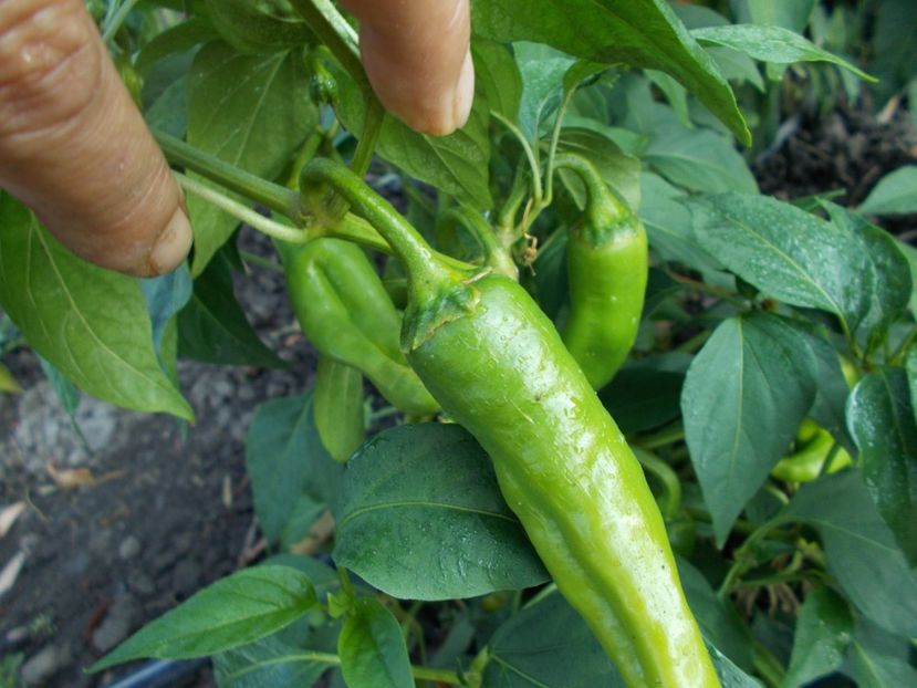  - SEMINTE ARDEI IUTE - AI 38 ETIOPIAN BROWN - NEIZOLAT