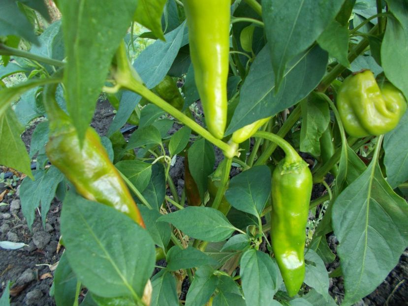  - SEMINTE ARDEI IUTE - AI 38 ETIOPIAN BROWN - NEIZOLAT