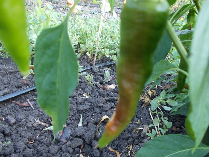  - SEMINTE ARDEI IUTE - AI 38 ETIOPIAN BROWN - NEIZOLAT