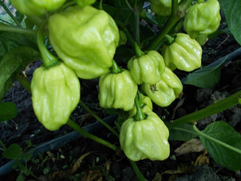  - SEMINTE ARDEI IUTE - AI 57 HABANERO CAPPUCCINO - NEIZOLAT