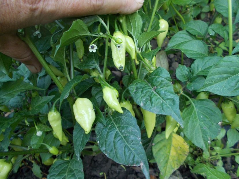  - SEMINTE ARDEI IUTE - AI 60 COYOTE ZAN WHITE - NEIZOLAT