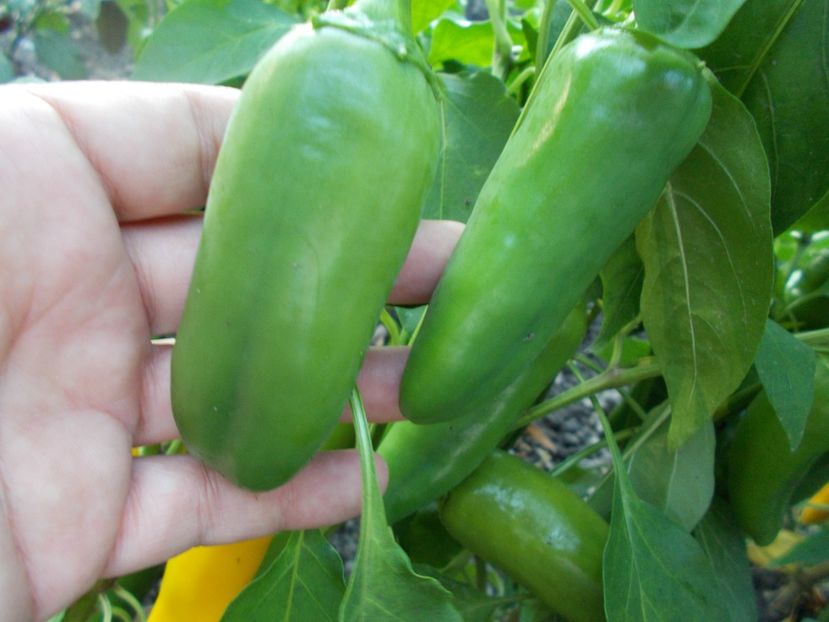  - SEMINTE ARDEI IUTE - AI 32 JULTI RIBKI - NEIZOLAT