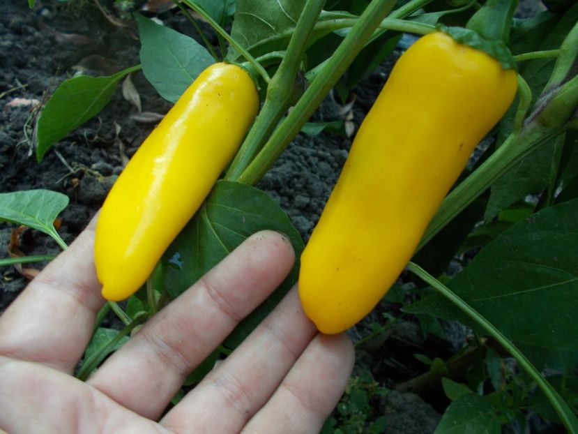  - SEMINTE ARDEI IUTE - AI 32 JULTI RIBKI - NEIZOLAT