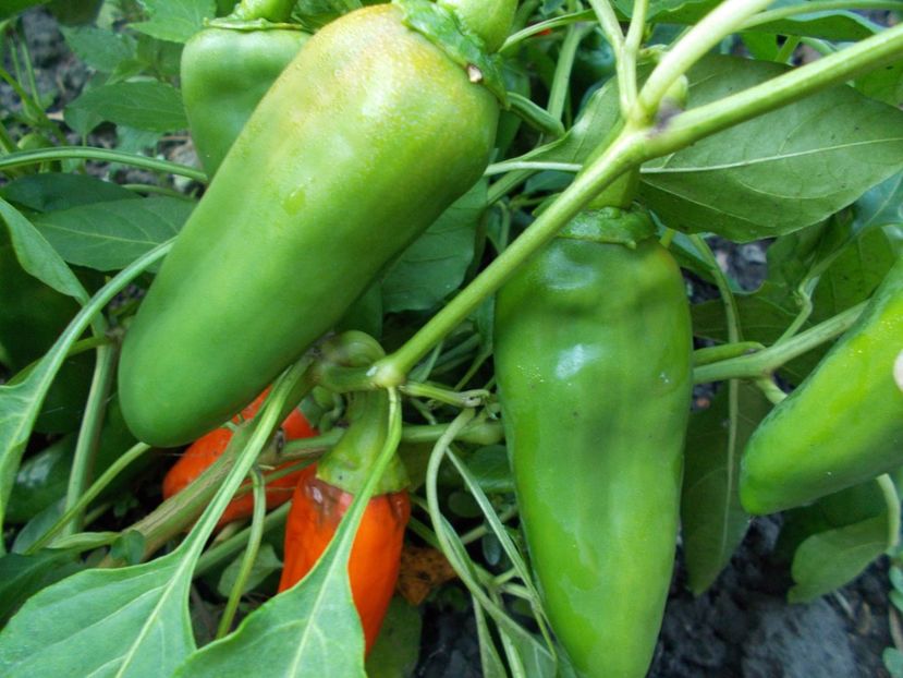  - SEMINTE ARDEI IUTE - AI 33 SIPKA LIUTEA - NEIZOLAT