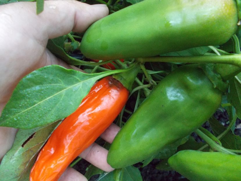  - SEMINTE ARDEI IUTE - AI 33 SIPKA LIUTEA - NEIZOLAT